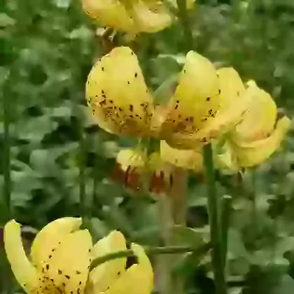 Golden Morning